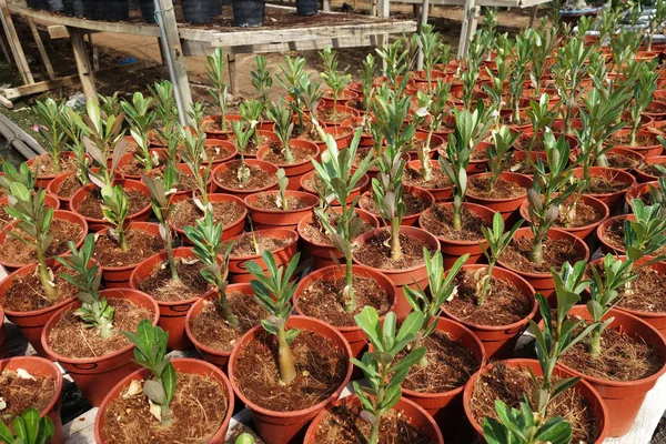 Adeniumblumenplantagen Malaysia Wüstenrose — Stockfoto