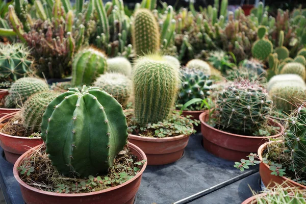 Plantas Cacto Interior Viveiro Para Venda — Fotografia de Stock