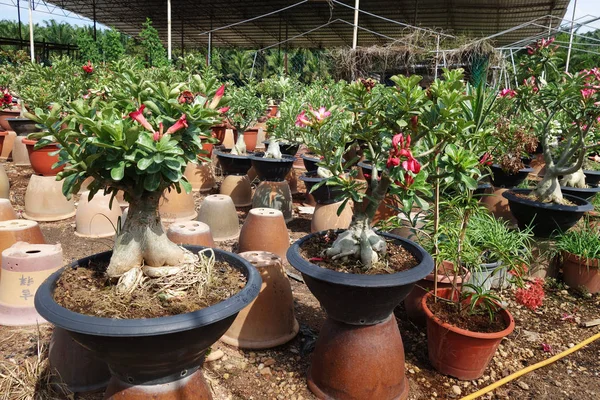 Adeniumblumenplantagen Malaysia Wüstenrose — Stockfoto