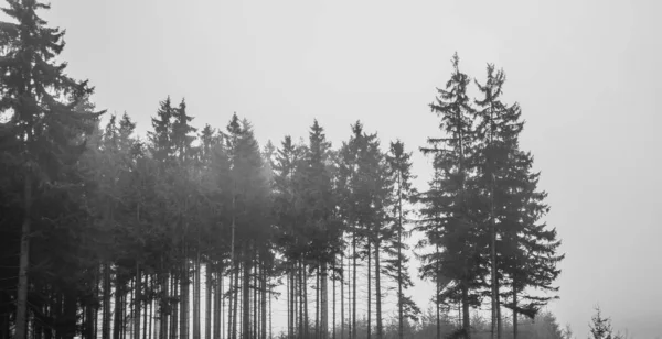 Solitérní Mlžného Lesa Černé Bílé — Stock fotografie