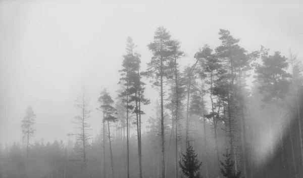 Solitérní Mlžného Lesa Černé Bílé — Stock fotografie