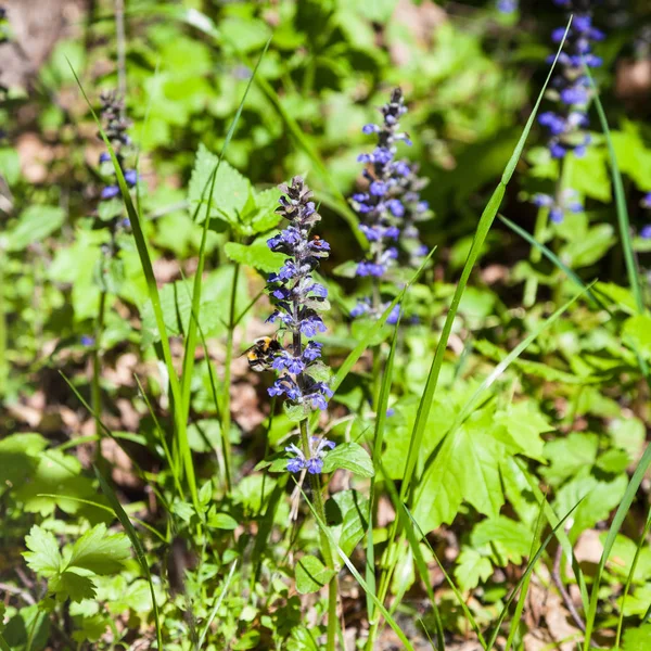 Fondo Natural Flores Azules Pulmonaria Lombriz Bosque Soleado — Foto de Stock