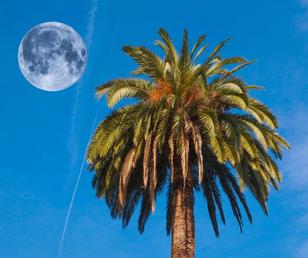 Palmera Con Luna Llena Sobre Cielo Azul — Foto de Stock