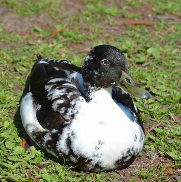 Vacker Utsikt Över Söt Gräsänder Vid Naturen — Stockfoto