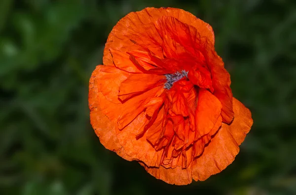 美しい野生のケシの花の近景 — ストック写真