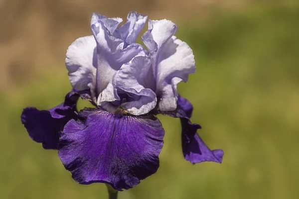 Iris Germanica Menekşe Beyazı — Stok fotoğraf