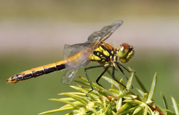 Böcekbilim Odonata Yusufçuk Böceği — Stok fotoğraf