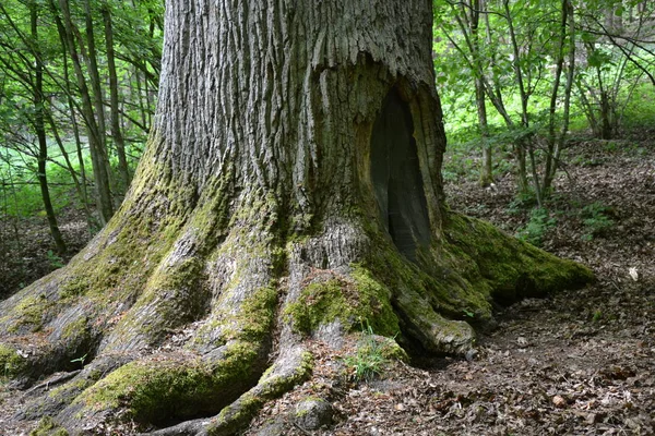 Träd Natur Växt Och Flora — Stockfoto