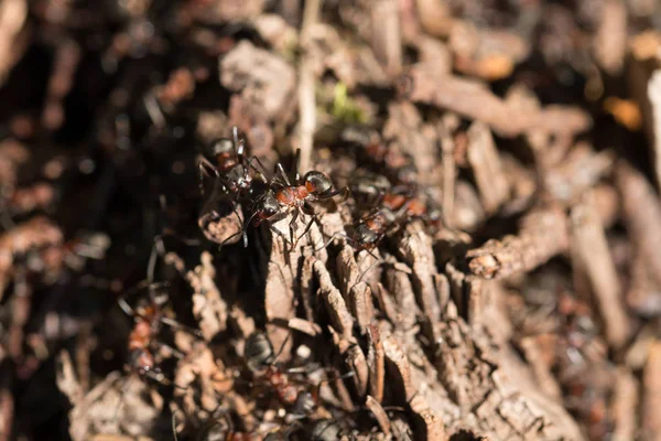 개미가 개미집 — 스톡 사진