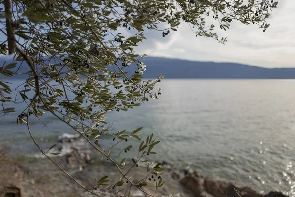 Olivo Vista Del Lago Cerca Las Montañas Italia Garda — Foto de Stock