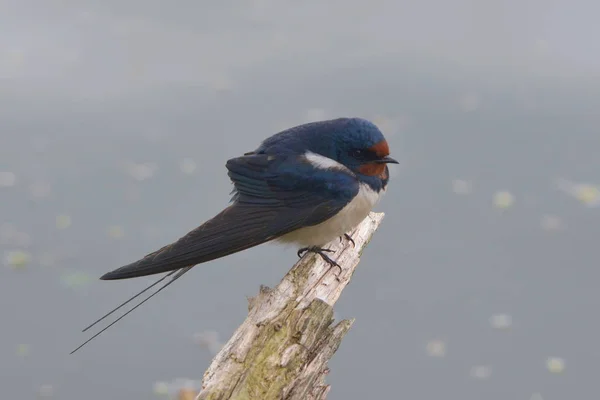 Vista Panoramica Bellissimo Uccello Natura — Foto Stock