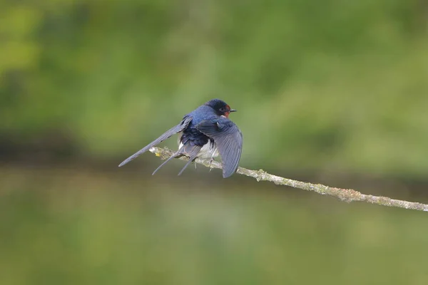 Observation Des Oiseaux Oiseau Mignon Nature Sauvage — Photo