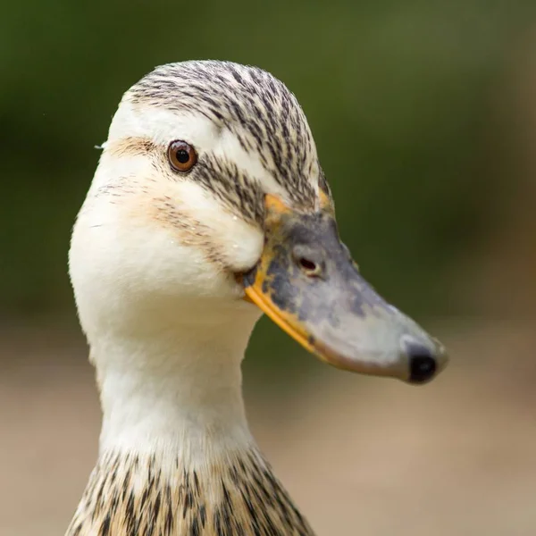 Anatra Anatra Femmina — Foto Stock