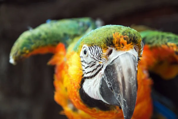 Portret Pięknej Kolorowej Macaw — Zdjęcie stockowe