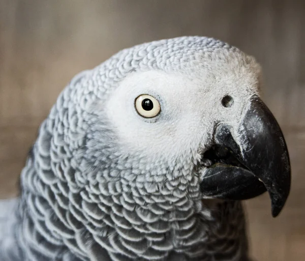 Портрет Сірого Папуги — стокове фото