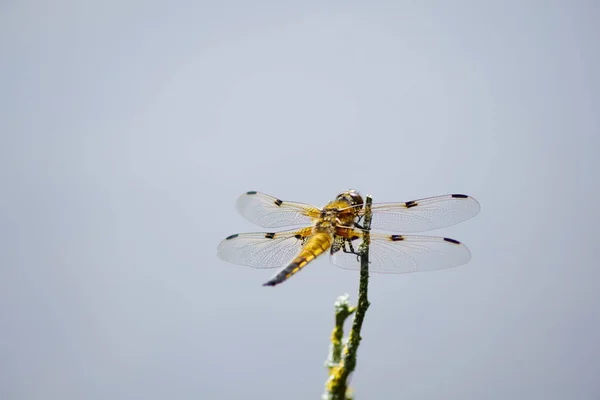 Odonata Ważka Przyrodzie Flory — Zdjęcie stockowe