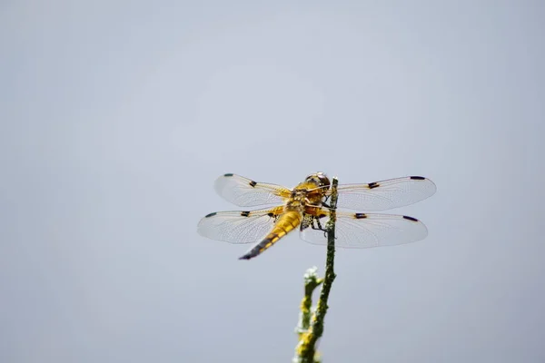 Odonata Libélula Flora Natureza — Fotografia de Stock