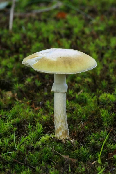 Ölüm Şapkası Amanita Phalloides Ormandaki Yosunların Üzerindeki Mantar — Stok fotoğraf