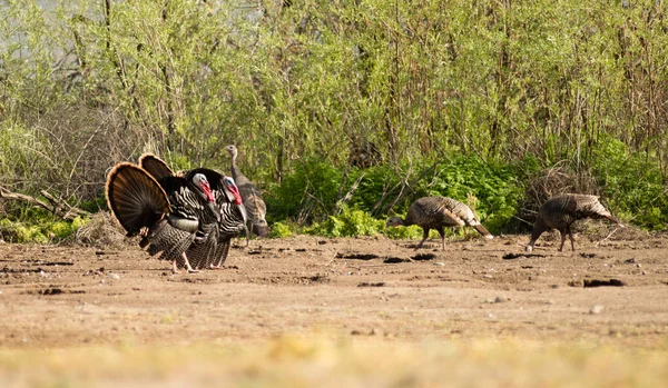 Deux Mâles Tom Turkeys Courtiser Les Poules Femelles Qui Sont — Photo