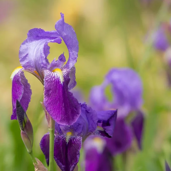 Blauwe Zwaardvis Blauwe Iris — Stockfoto