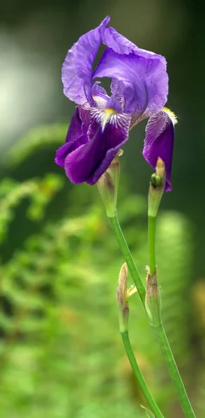 Blue Swordfish Blue Iris — 스톡 사진