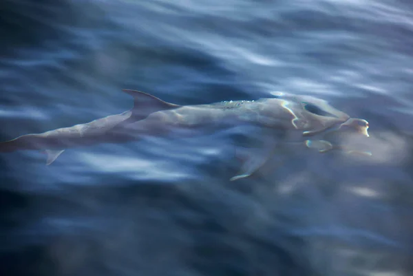 海豚水生动物 — 图库照片