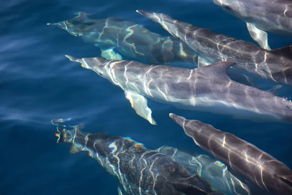 Dolphin Aquatic Fish Animal — Stock Photo, Image