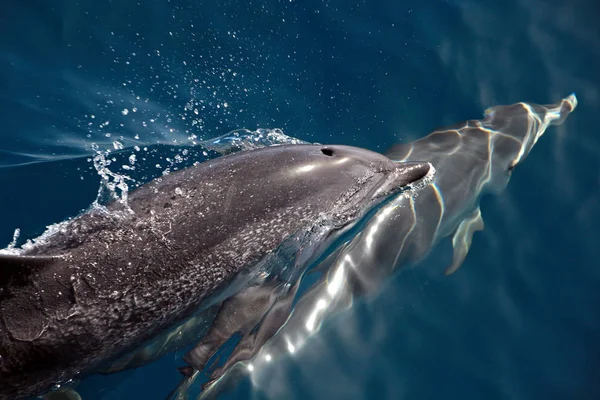 Delfíni Vodní Ryby Živočichové — Stock fotografie