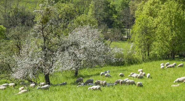 Sheep Spring Time — Stock Photo, Image