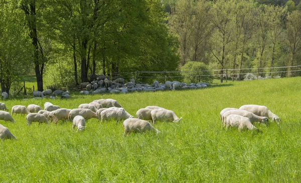 Solig Idyllisk Vårtid Landskap Inklusive Flock Får Äng Södra Tyskland — Stockfoto