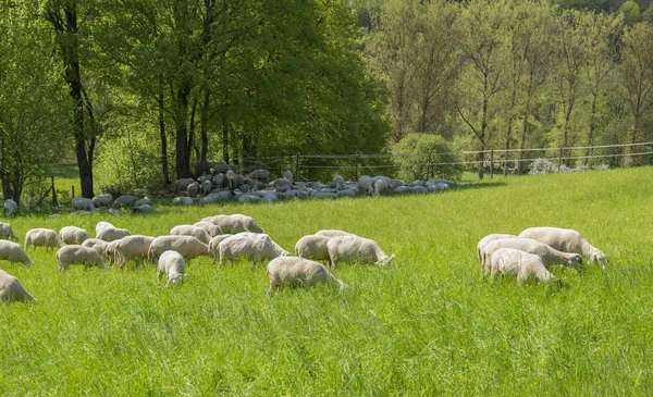 Soleado Idílico Paisaje Primaveral Incluyendo Rebaño Ovejas Prado Sur Alemania — Foto de Stock