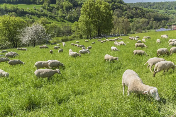 Cenário Primavera Idílico Ensolarado Incluindo Bando Ovelhas Prado Sul Alemanha — Fotografia de Stock