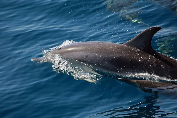 Delfíni Vodní Ryby Živočichové — Stock fotografie