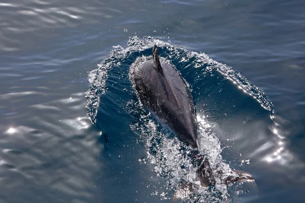 Delfines Peces Acuáticos Animales — Foto de Stock
