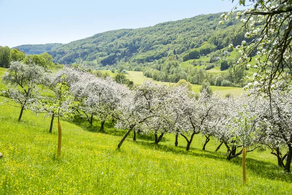 ドイツ南部のリンゴの木の開花を含むホーエンローエという地区を示す牧歌的な春の風景 — ストック写真