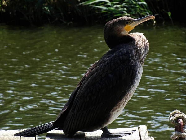 Vacker Utsikt Över Vacker Fågel Naturen — Stockfoto