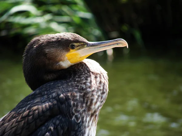 Eine Nahaufnahme Eines Pelikans — Stockfoto