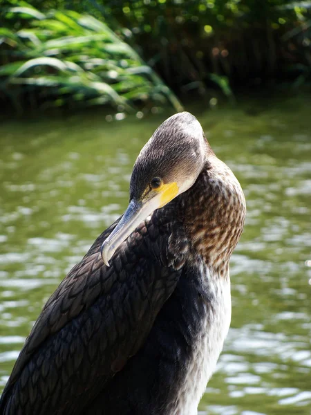 Vacker Utsikt Över Vacker Fågel Naturen — Stockfoto