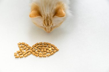 sacred burma race cat,eats a fish form from dry food - treats clipart