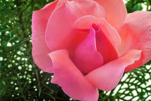 Trandafiri Ceai Hibrid Flori Roz Strălucitor Fundal Ramuri Verzi Prezintă — Fotografie, imagine de stoc