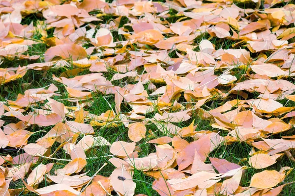 Красивые Красные Листья Упавшие Осины Лежат Земле Фоне Зеленого Мха — стоковое фото