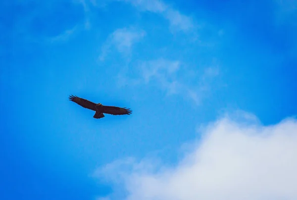 German Eagle Flying Skies — Stock Photo, Image