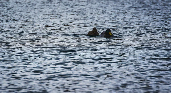 Pareja Pato Dragón Nadan Lago Luz Luna —  Fotos de Stock