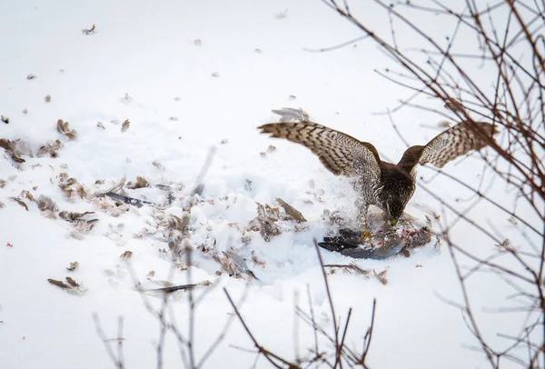 Samec Goshawk Kořistí Sněhu — Stock fotografie