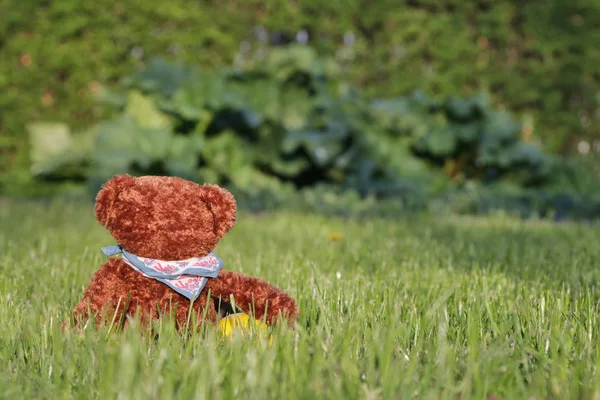 Brun Teddy Bakifrån Äng Med Boll — Stockfoto