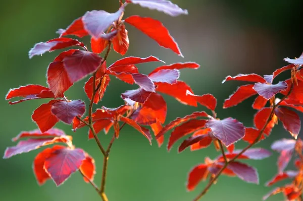 Haya Sangre Fagus Ynes Atica Purpurea Luz Tarde — Foto de Stock