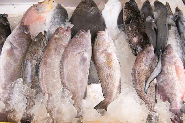 Capturas Marisco Gelo Mercado Peixe — Fotografia de Stock