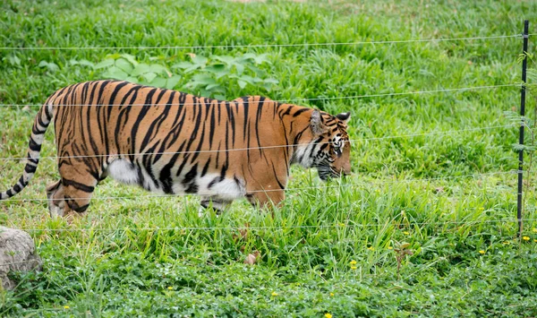 bengal tiger walking near electrical wire in zoo