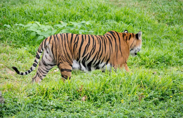 Tigre Bengale Marchant Parmi Herbe Verte Fraîche — Photo