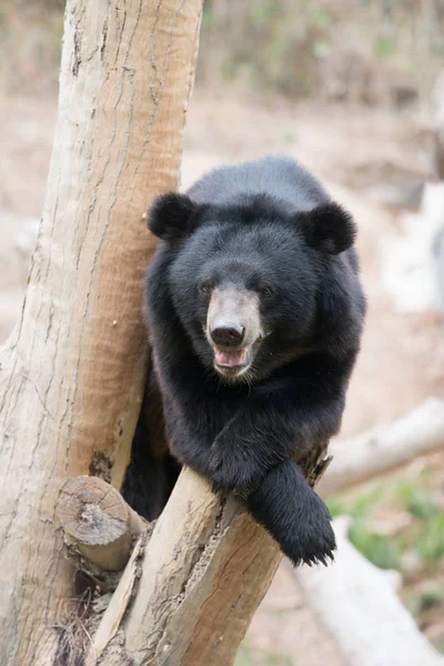Azjatycki Czarny Niedźwiedź Siedzieć Drewnie Zoo — Zdjęcie stockowe